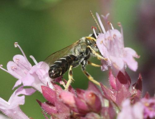 Seladonia submediterranea